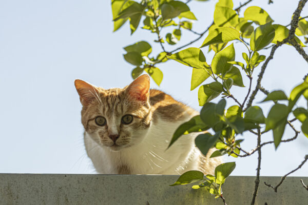 Kater