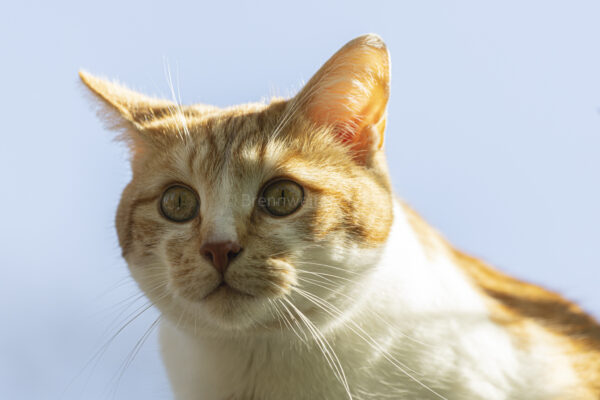 Kater