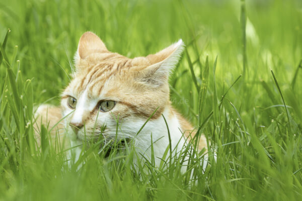 Kater im Gras