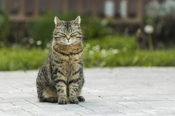 Katze 8 Jahre alt