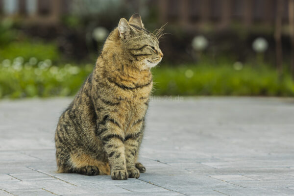 Katze 8 Jahre alt