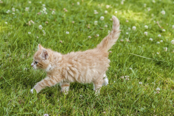 junge Katze