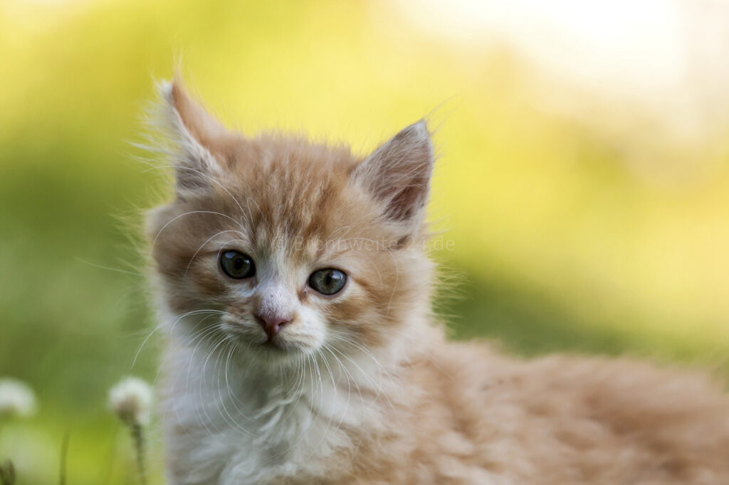 junge Katze