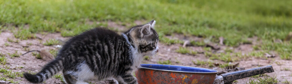 junge Katze mit Pfanne