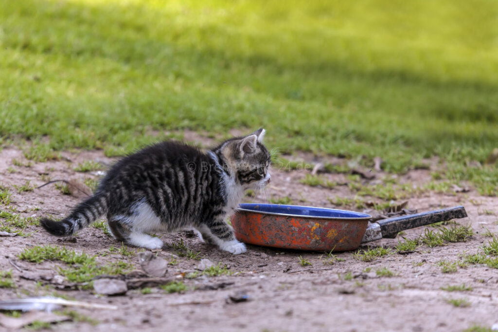 junge Katze mit Pfanne