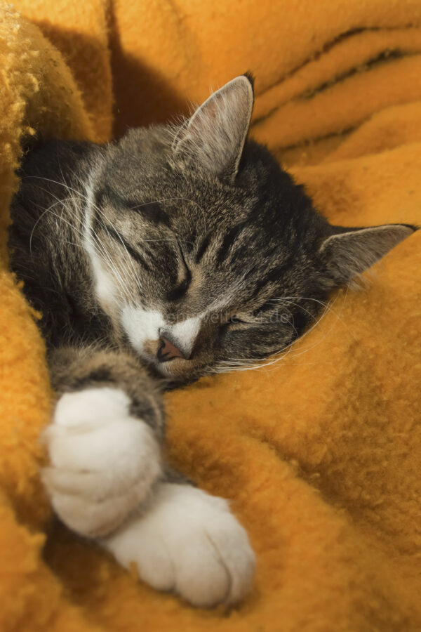 Kater schlafend