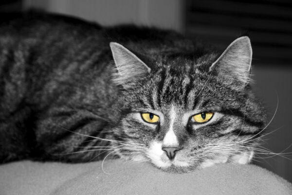 Kater s/w mit colored eyes