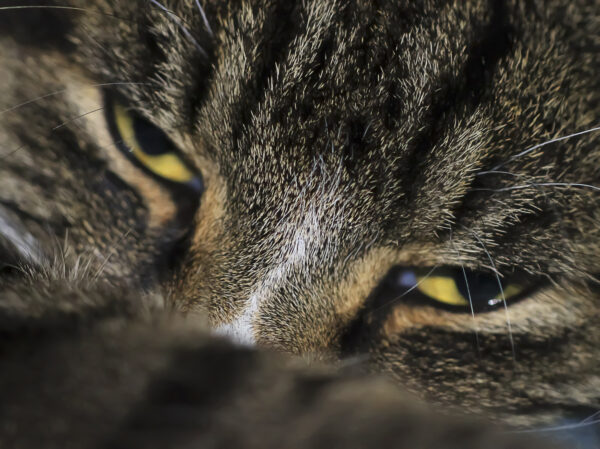 Kater nah