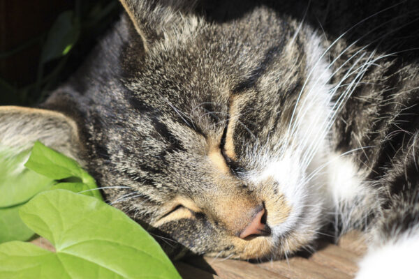 Kater schlafend