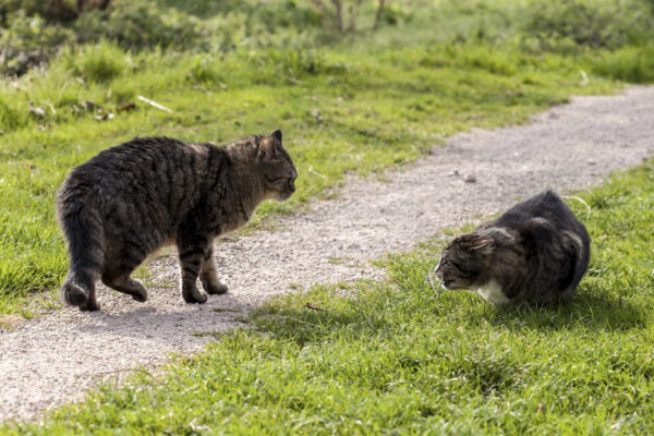 Zwei Kater aggressiv