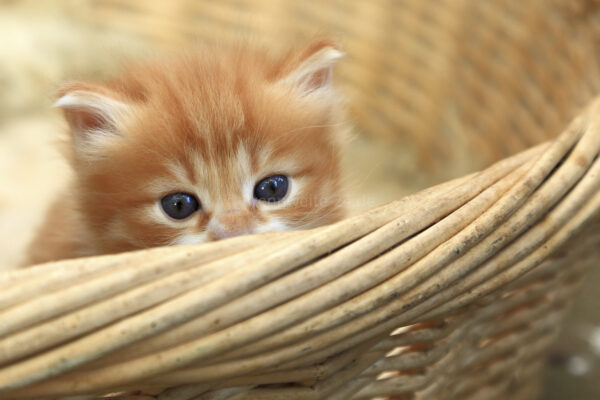 Katzenbaby