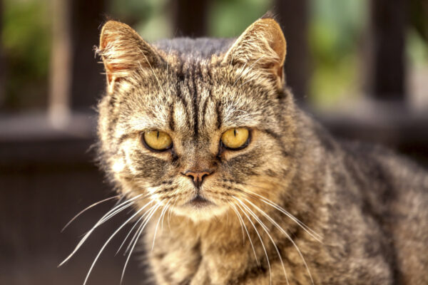 Kater