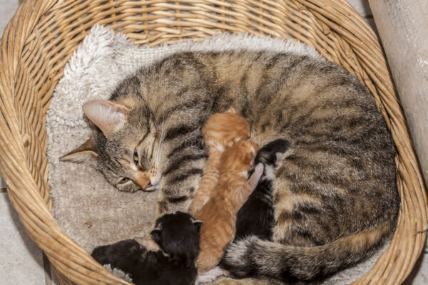 Katze mit Nachwuchs