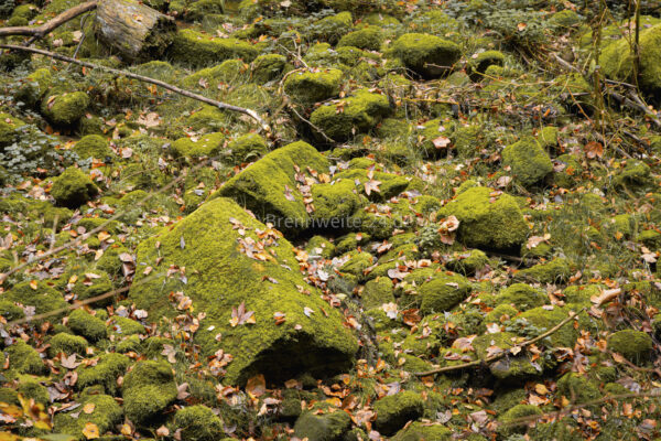Liebethaler Grund