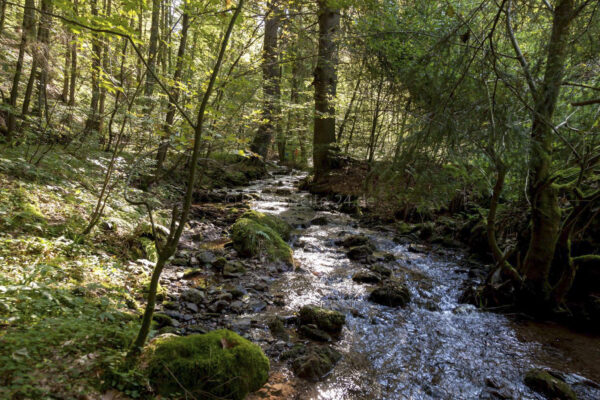 Lauchagrund Bad Tabarz / Thüringer Wald