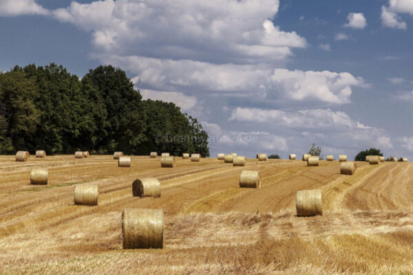 Getreideernte in Bernsdorf bei Lichtenstein