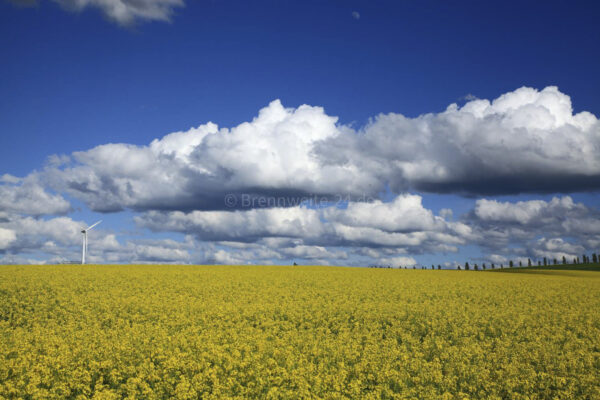 Rapsfeld zwischen Gersdorf und Bernsdorf