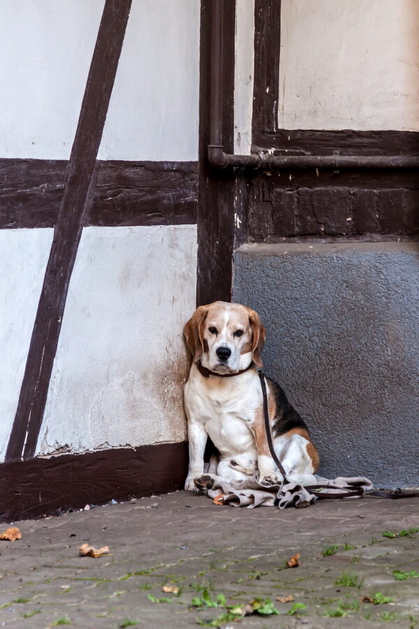 Hunderasse Beagle