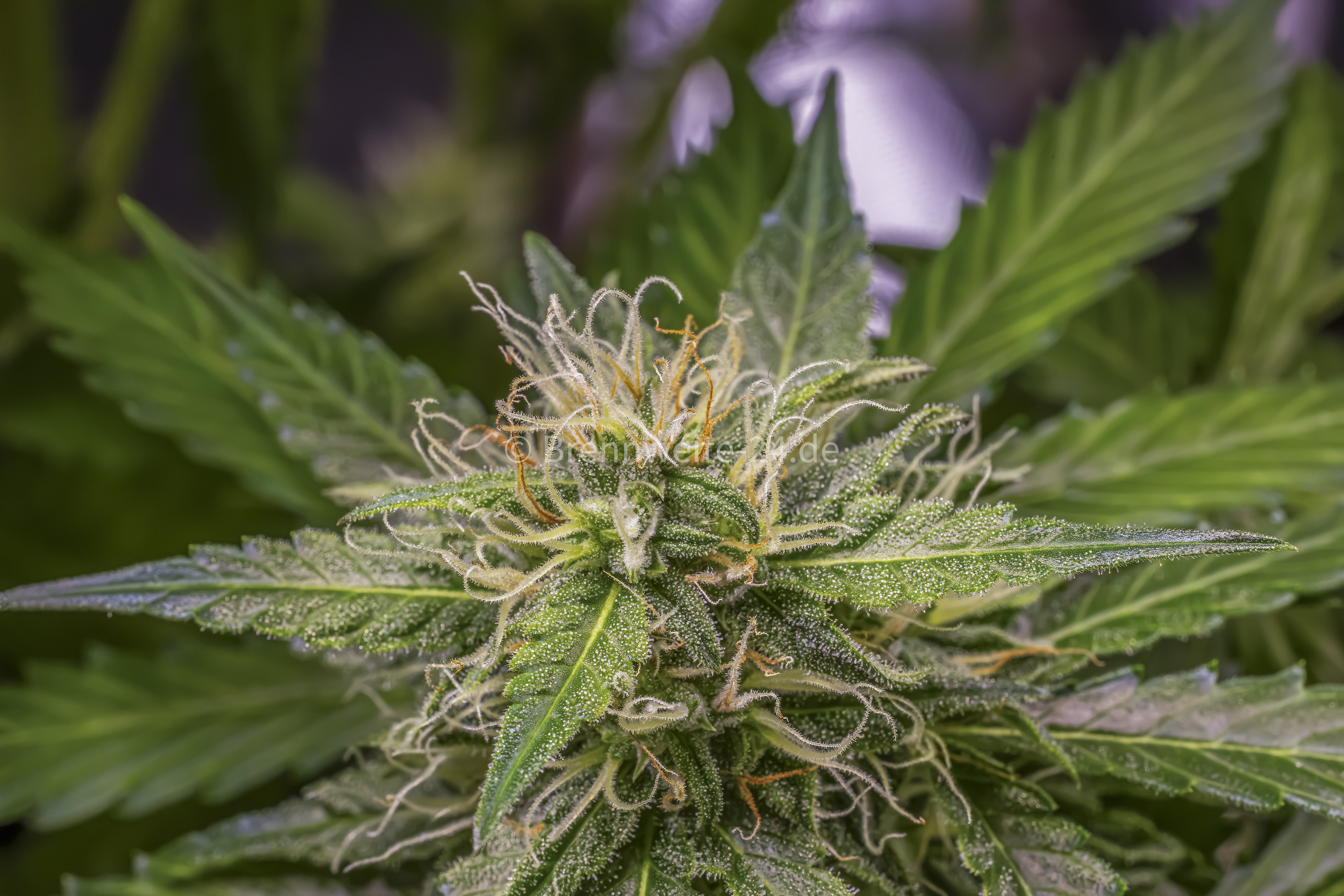 weibliche Cannabis Pflanze
