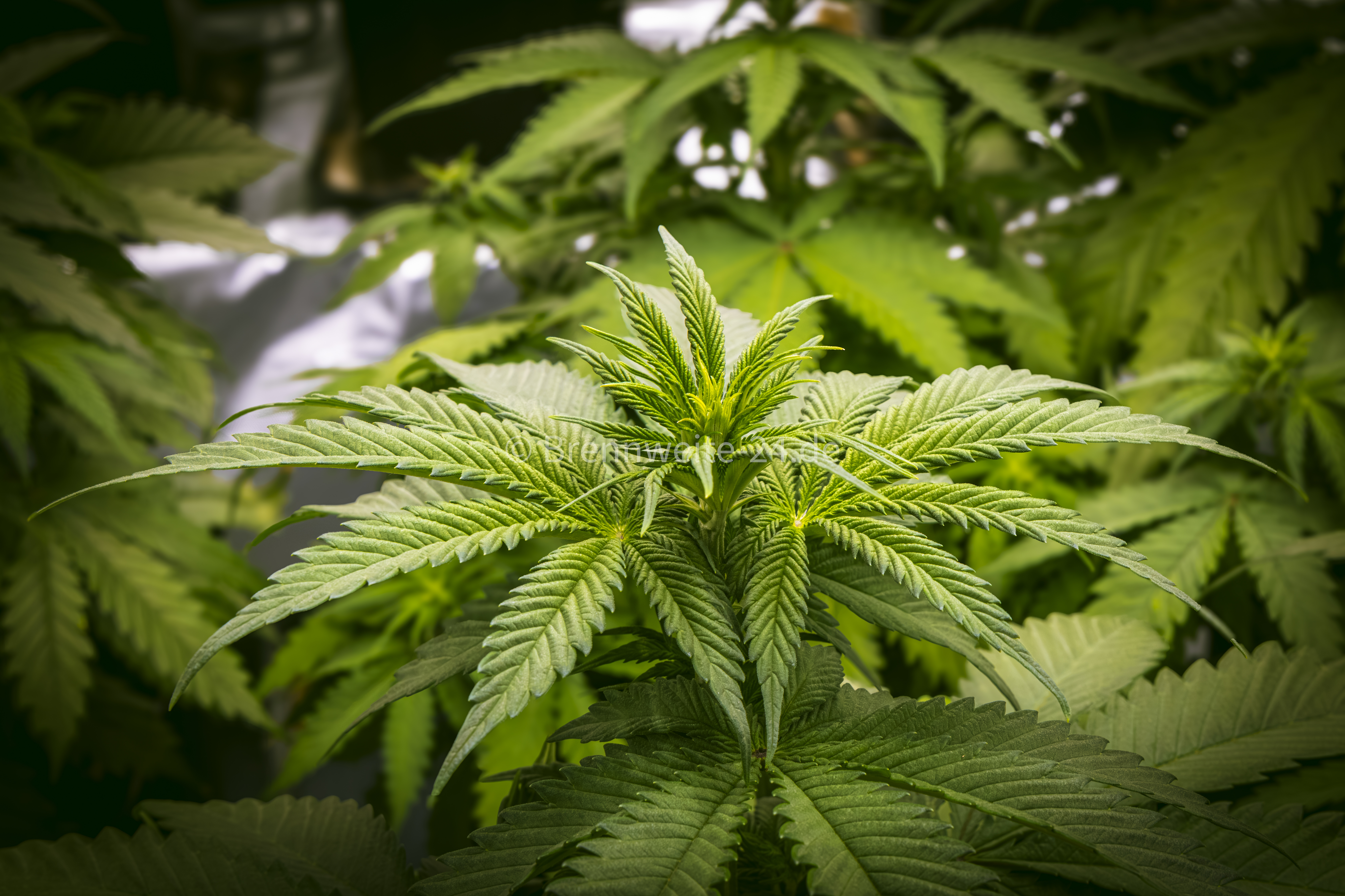 Cannabis Pflanze