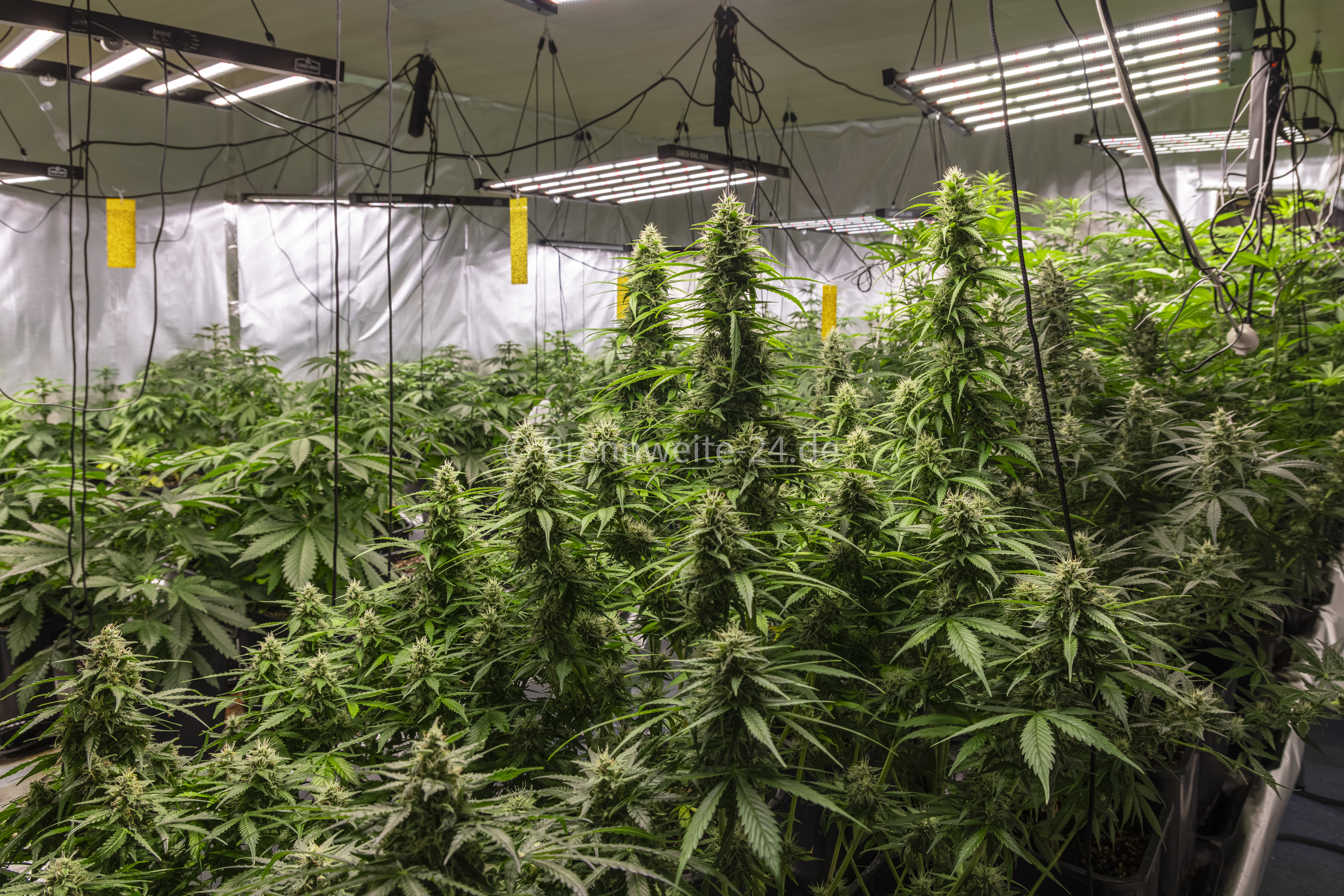 legale Cannabis Plantage