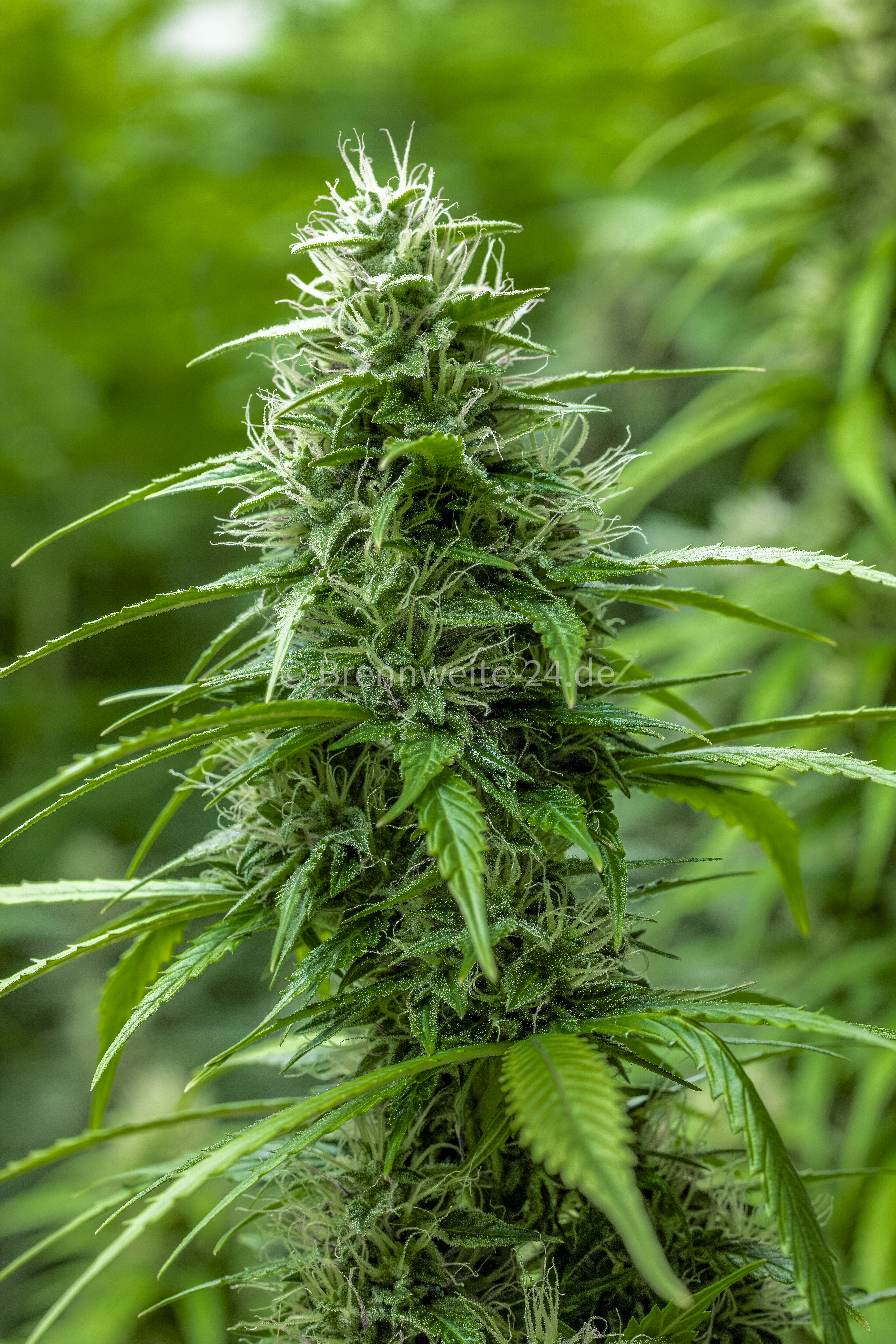 weibliche Cannabis Pflanze