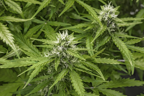 Cannabis Pflanze